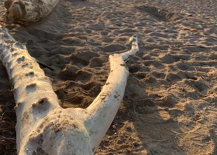 Chambre Capbreton Privat bolig